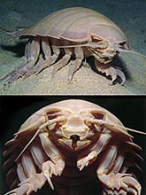 Giant Deep Sea Isopod