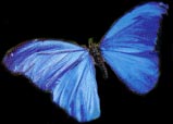 Cobalt Butterfly