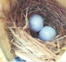 a Finch nest